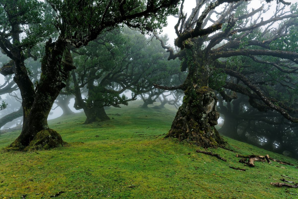 a group of trees on a grassy hill